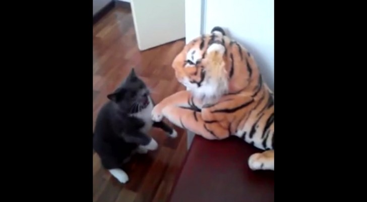 Een kat krijgt een pluche tijger cadeau: hun eerste ontmoeting verloopt niet helemaal vlekkeloos