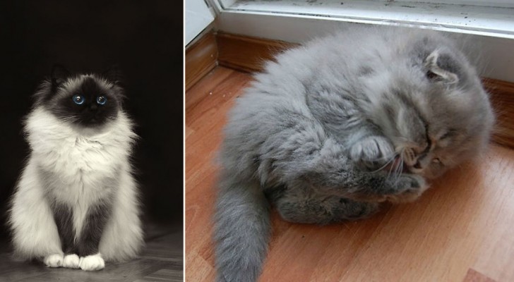 25 chats qui semblent faits en coton: vous mourrez d'envie de les embrasser