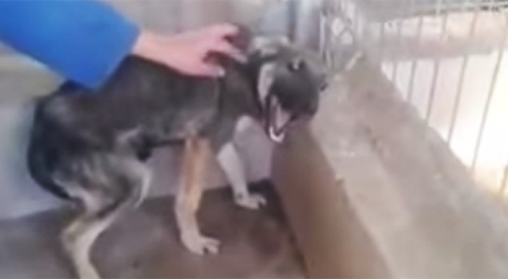 A woman is petting a poor dog abused for years ... his reaction is heartbreaking 