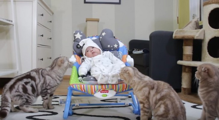 The newborn baby is taken into the house ... The reaction of these 5 cats is super cute!