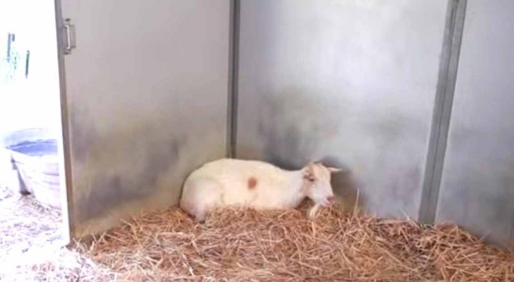 La capra salvata trascorreva i giorni in un angolo: il motivo commuove i proprietari