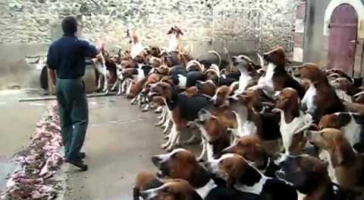 Ecco come un allevatore tiene a bada un branco di cani affamati...