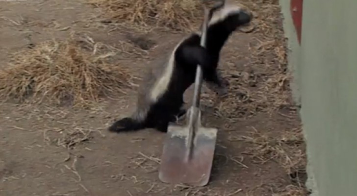 When you'll understand what this badger is doing, you will not believe your eyes !