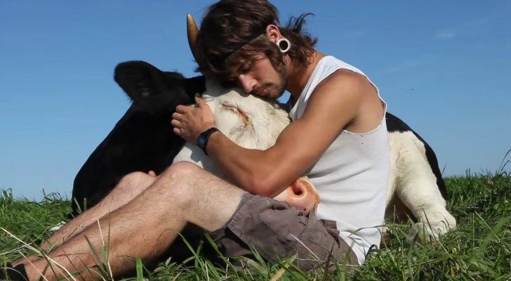 A guy is sitting next to a cow: their relationship is beyond expectations !