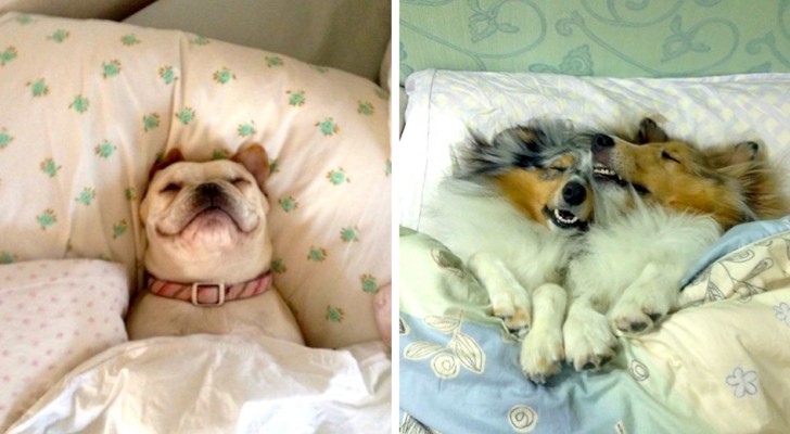Ces chiens qui se sont appropriés des lits de leurs maîtres - et qui n'ont pas l'intention de les quitter!