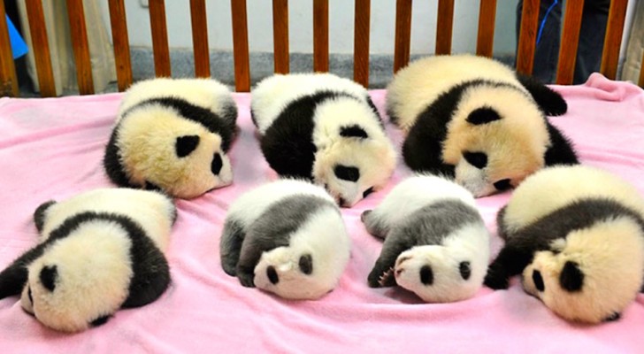 Ecco cosa vuol dire lavorare in un asilo nido per panda