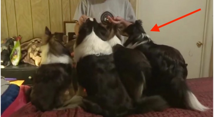 These dogs are lined up in front of the owner: the one on the left is a real GENIUS