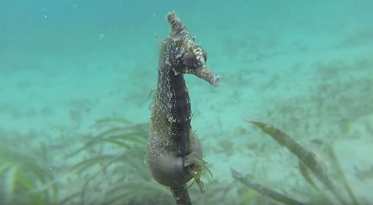 A male seahorse stops in front a sub ... Now keep your eyes on his belly
