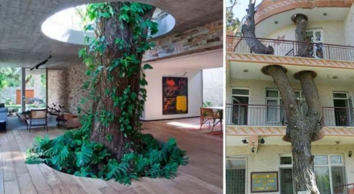 17 case geniali che sono state realizzate salvando la vita degli alberi