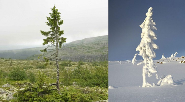 Deze boom in Zweden is de oudste LEVENDE boom ter wereld: 9.550 jaar geleden zag deze boom voor het eerst het licht