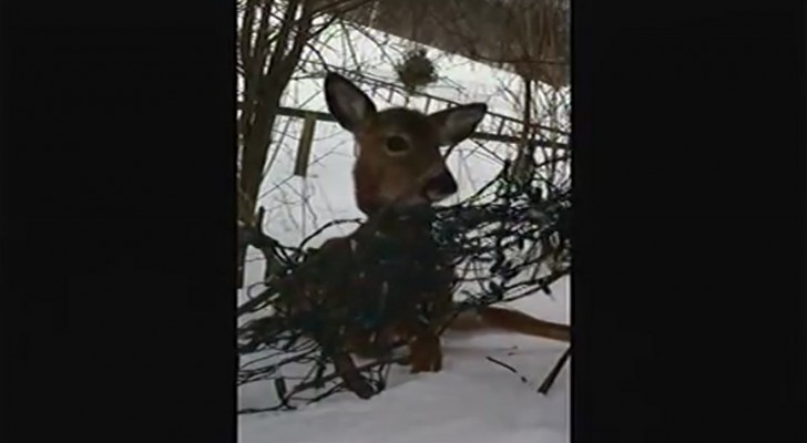 He stops to watch a deer, but then realises that it needs HELP