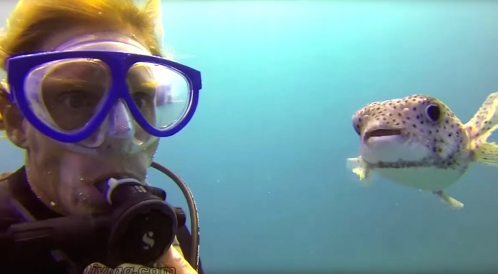 A puffer meets some divers: his behavior is staggering !