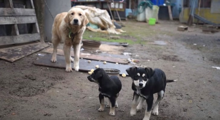 2 chiens sont sauvés d'un abattoir pour faire de la VIANDE... voici leur premier moment de liberté!