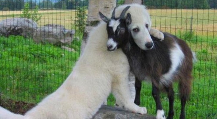 10 cani che hanno incontrato delle capre e non vogliono più separarsene