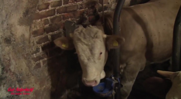 Salvano un toro da una vita di abusi: ecco cosa fa davanti al suo primo letto di paglia