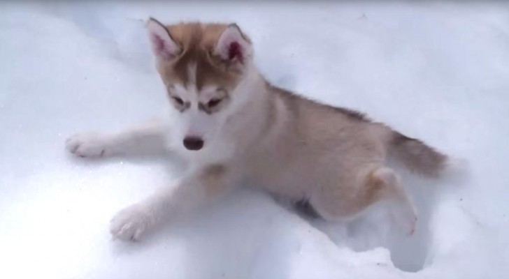 Een husky pup maakt kennis met sneeuw... als zijn broertjes erbij komen is het helemaal een dolle boel 