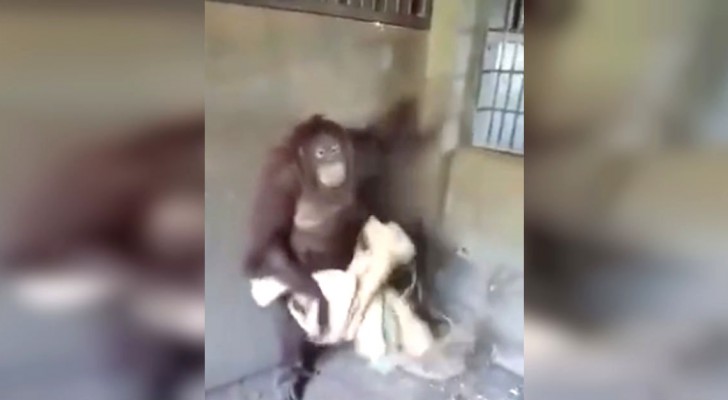 Todo mundo sabe que os macacos são inteligentes, mas o que faz este orangotango é além das expectativas!