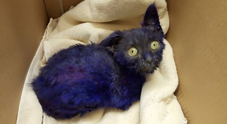 Deze blauwgeverfde kitten werd gevonden in een doos: wat de artsen verder ontdekken is angstaanjagend