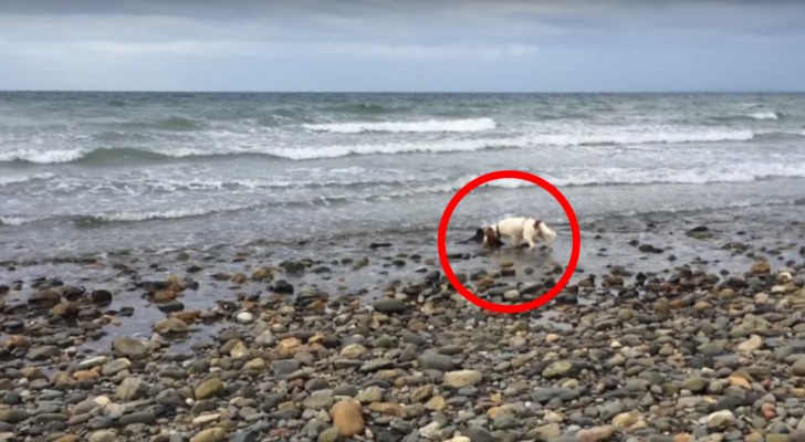 Il suo cane nota qualcosa sulla spiaggia: un piccolo amico ha bisogno di aiuto!