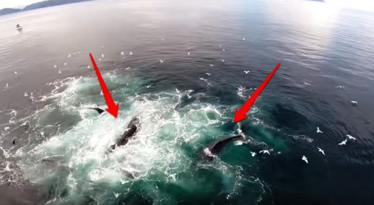 Un drone filma un branco di balene... ciò che avviene poco dopo è SPETTACOLARE