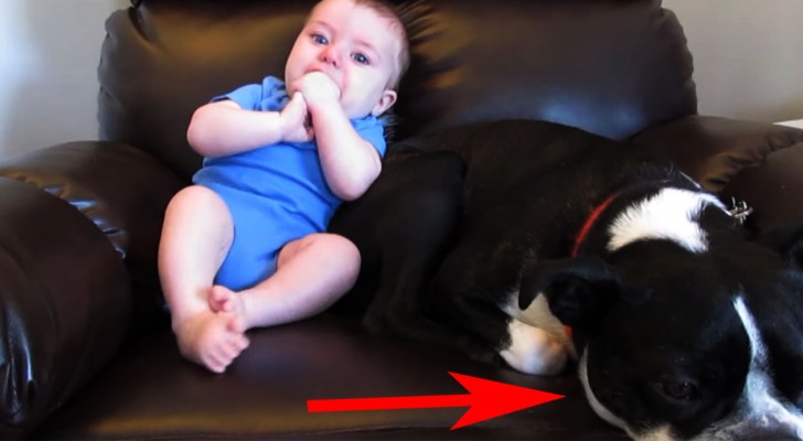 Deze hond ligt lekker knus bij de baby, maar dan doet de baby iets waar de hond niet zo van is gediend! 