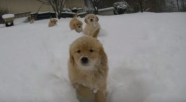 Deze pups spelen voor de eerste keer in de sneeuw... dit moet wel een glimlach op je gezicht toveren! 