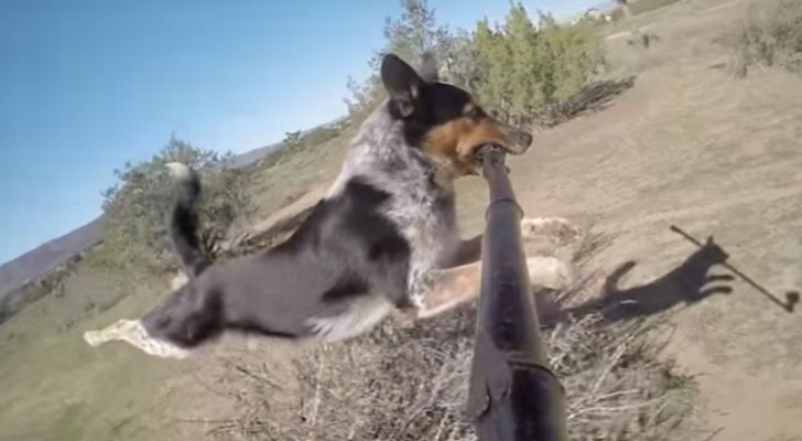 Deze ongelooflijke hond laat ons de beste manier zien om een selfie stick te gebruiken... Wow!