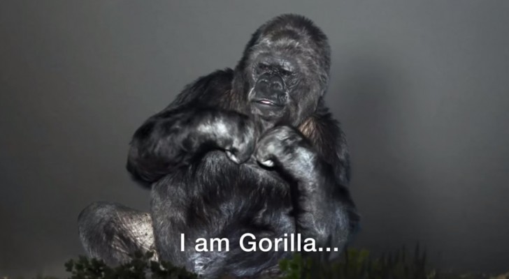 Koko, il gorilla più intelligente del mondo, ha un messaggio per tutti noi. Da vedere!