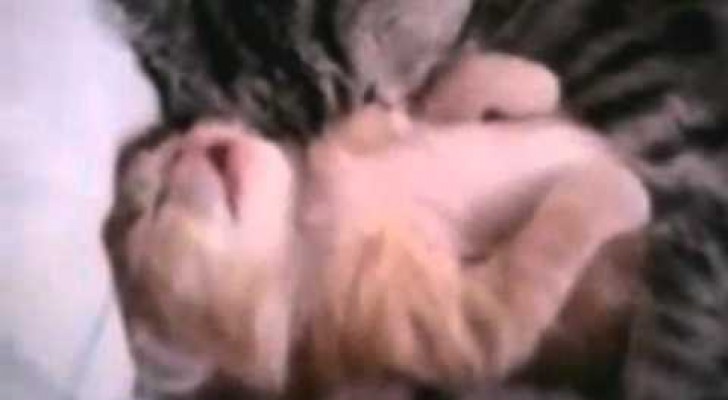 Um filhotinho de gato com pesadelos