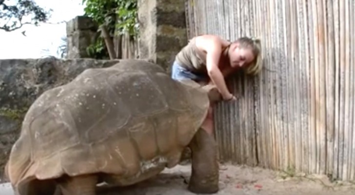 Una tortuga tan grande puede incluso dar miedo, pero miren su comportamiento...