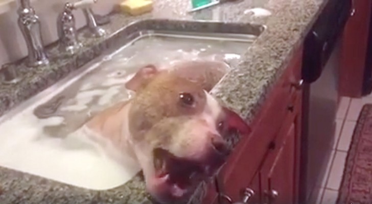 Een pitbull geniet van een warm bad: de blik in zijn ogen spreekt boekdelen