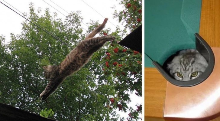 28 foto's van katten die ninja's zijn geworden... zonder hun baasjes hiervan op de hoogte te hebben gesteld!