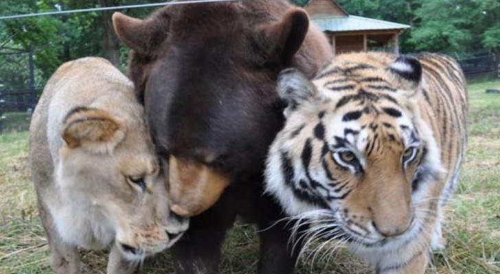 L'incredibile esperienza che ha reso un orso, una tigre e un leone amici per la pelle