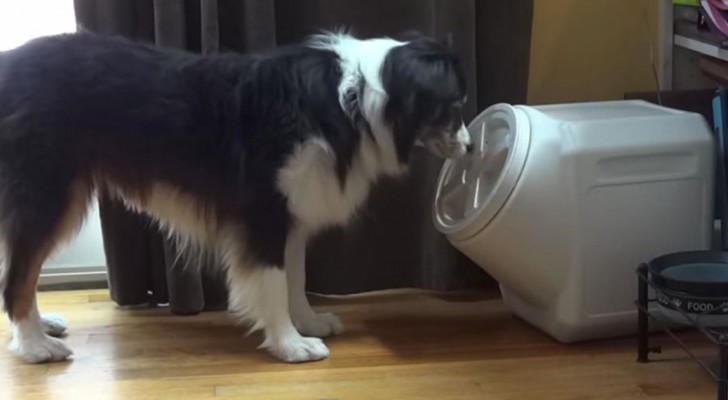 Een hond nadert een pot met brokken: kijk wat hij doet!