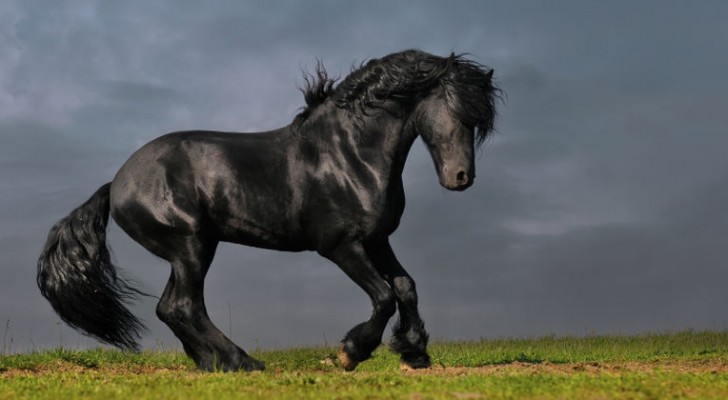 13 Pferderassen, die durch Eleganz und Seltenheit bestechen