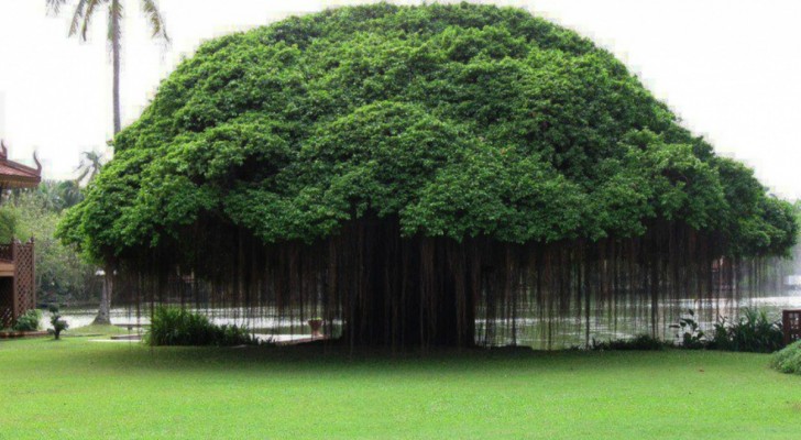 9 majestueuze bomen die de pracht van de natuur vertegenwoordigen