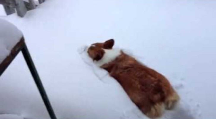 Un cane corgi salta nella neve... ma il risultato non è leggiadro come vorrebbe