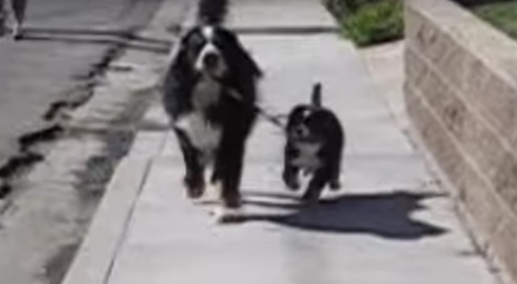 Un orgoglioso cane porta il cucciolo a spasso per il quartiere: esilarante!