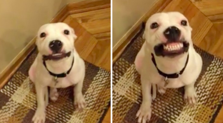 Un pit bull in attesa di adozione sfodera un sorriso a cui NESSUNO può resistere