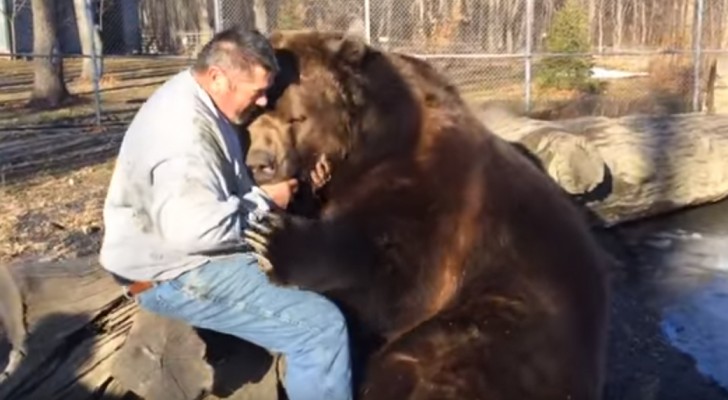 Een man en een ENORME beer laten hun bijzondere vriendschap zien