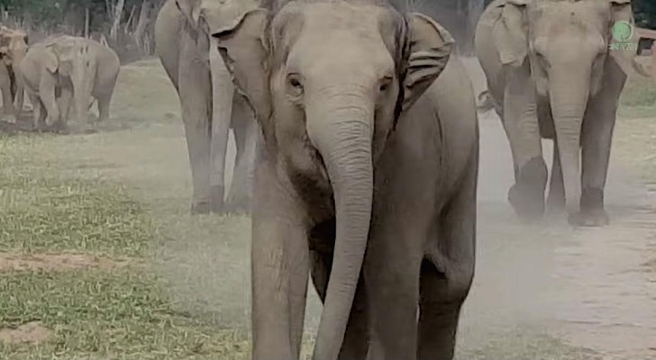 Los elefantes ven llegar al hombre que cuida de ellos: la reaccion es indescriptible