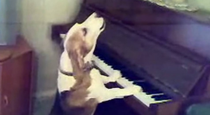 Standing dog plays the Piano and Sings! 