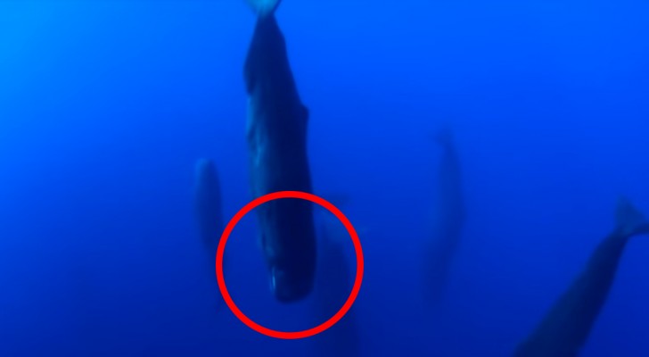 Een man neemt een zeldzaam en fascinerend fenomeen uit het leven van een walvis waar