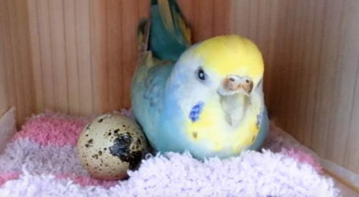 Dà al pappagallo un uovo di quaglia del supermercato e accade l'incredibile