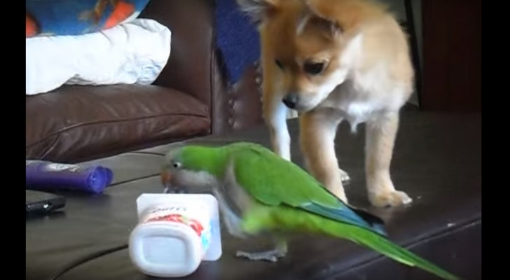 Een papegaai en een hond concurreren om een zoete snack... wie gaat er winnen?