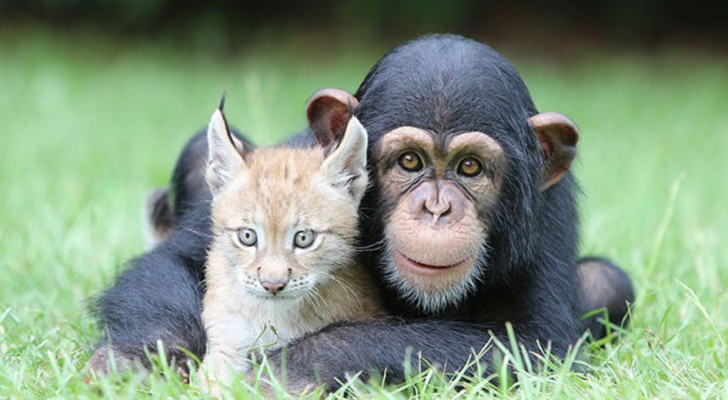 Twintig uiterst eigenaardige vriendschappen die nog nooit eerder zijn voorgekomen in het dierenrijk