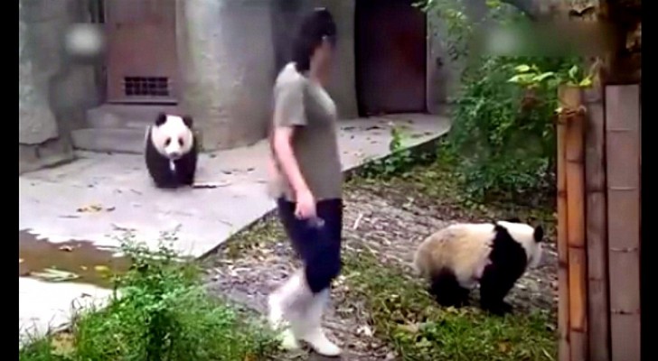 A small female panda sees her friend go away: what she does next is hilarious!