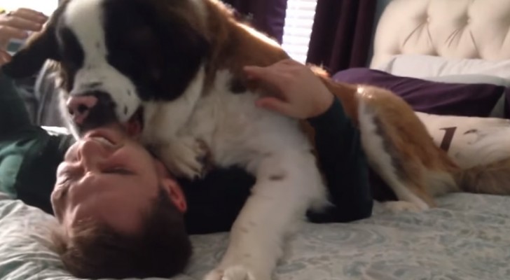 This dog's owner would like to get out of bed but the San Bernard has ANOTHER IDEA!