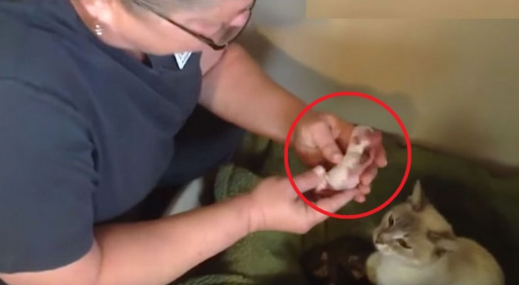 Deze chihuahua weesjes worden naar een moederpoes gebracht: dit is haar reactie