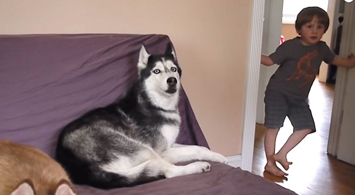 When the father says he will cook potatoes for dinner --- the reaction of the Husky leaves them speechless! 